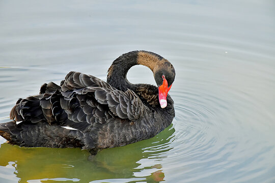 Black Swan Preening on Calm Water