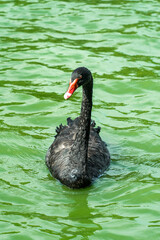 Black swan swimming on green lake water © TrieuBao