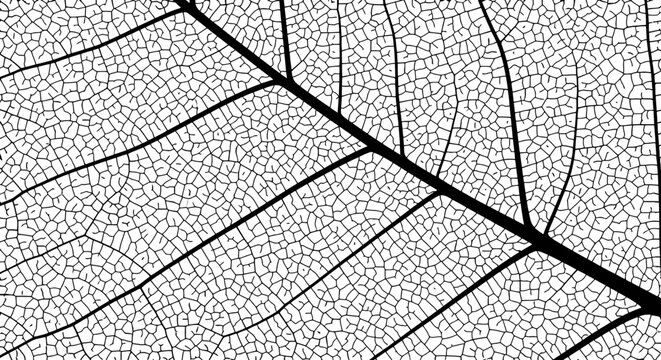 Close-up black and white macro shot of a delicate leaf skeleton revealing its intricate network of veins and cellular structure.