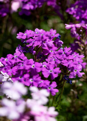 Obraz premium Vibrant Purple Flowers Blooming in a Garden