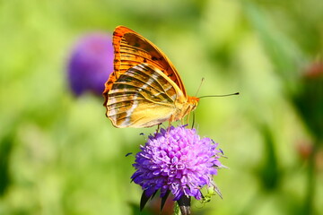 Argynnis pahia, Schmetterling auf Blüte  © cagala