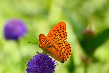 Schmetterling Kaisermantel, Argynnis pahia  © cagala