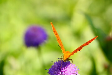 Schmetterling auf Blüte,  Argynnis pahia  © cagala