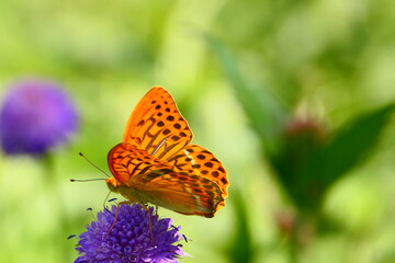  Argynnis pahia, Schmetterling Kaisermantel  © cagala