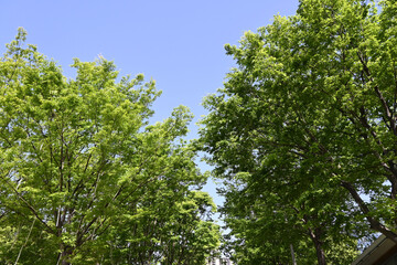 Fototapeta premium Fresh Green Tree Canopy Against Clear Blue Sky in a Park