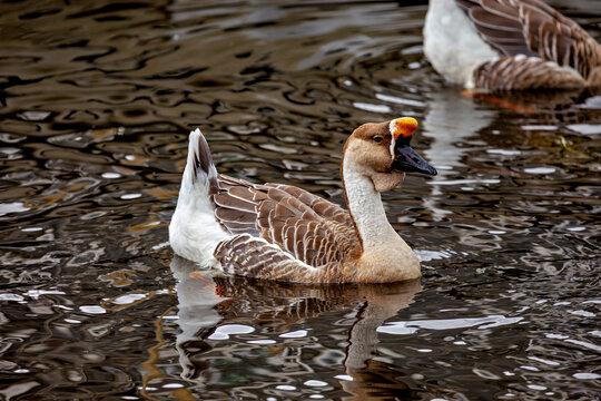 A proud goose on a body of water

