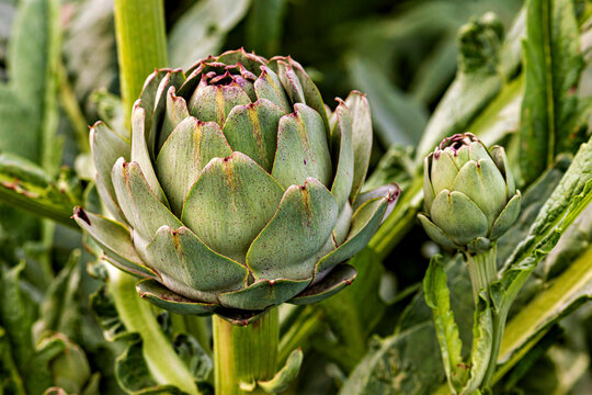 The artichoke in a field near Cleder in France (Cynara cardunculus)
