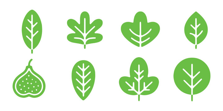 Various green plant leaves and a fig icon on a white background vector illustration collection.