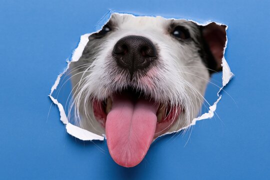The Dog Peeking Through Torn Blue Paper with Lolling Tongue