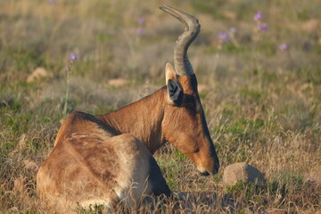 Resting antelope in dry South African savanna grassland © Johandre