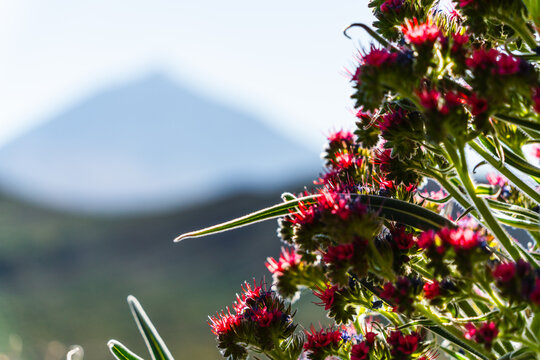 Vibrant red flowers bloom with Mount Teide volcano in the background