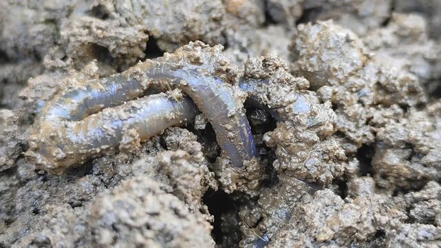 Close-up view of an earthworm moving through dark, moist soil. Worms coil in rich, textured soil. Soil particles stuck to its segmented body. Ideal for gardening, composting