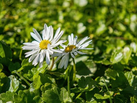 Small white daisies in a field of glossy green leaves, offering a calm, bright floral texture with shallow depth of field.
