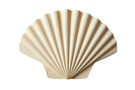 Scallop seashell showing a natural textured surface. Element representing summer, tropical holidays, ocean themes, and marine biology