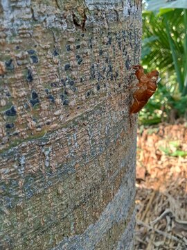Cicada Exuvia on Tree Trunk in Tropical Forest Magelang Indonesia