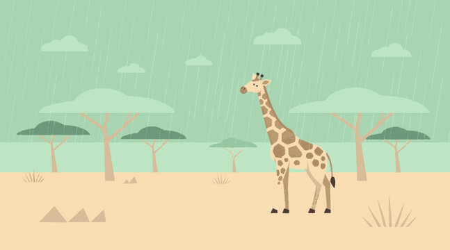 Giraffe standing in savanna landscape with flat trees.
