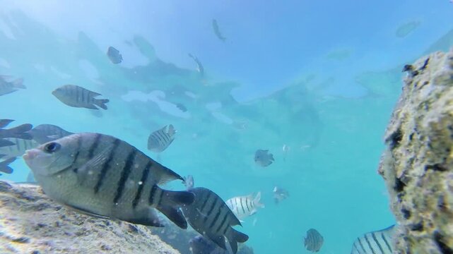 Close-up underwater footage of tropical sergeant major fish and various reef fish swimming near the surface in clear blue sea water.