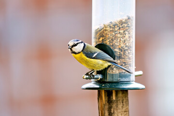 A blue tit at a feeding station (Cyanistes caeruleus) © hecke71