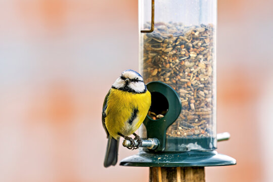 A blue tit at a feeding station (Cyanistes caeruleus)