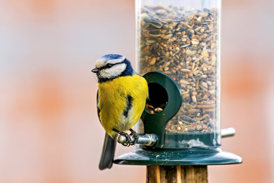 A blue tit at a feeding station (Cyanistes caeruleus)