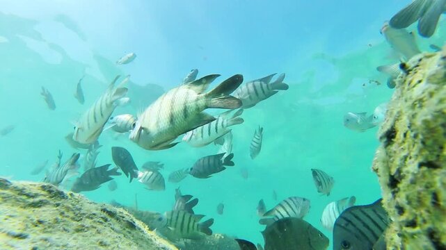 Close-up underwater footage of tropical sergeant major fish and various reef fish swimming near the surface in clear blue sea water.