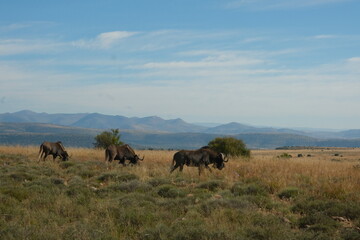 Naklejka premium Grazing Wildebeest in African Grassland with Mountain Backdrop