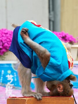 A bowing monkey at Higashimokoto Shibazakura Park