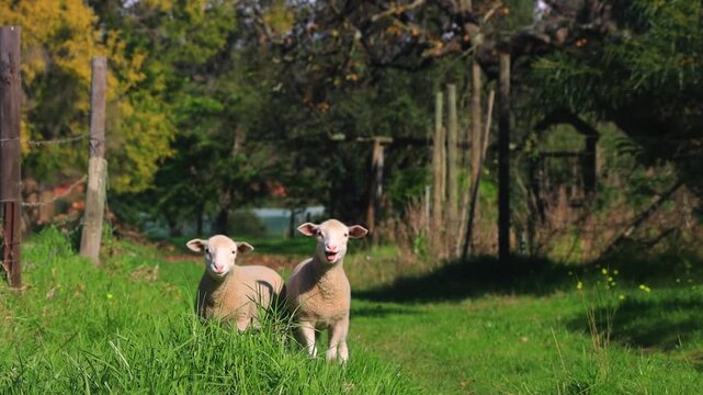 Two Young Lambs Standing and bleating while walking on Green Farm Pasture in Swellendam, Western Cape, South Africa
