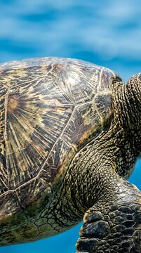 Detailed view of a sea turtle shell and skin against a blue background.