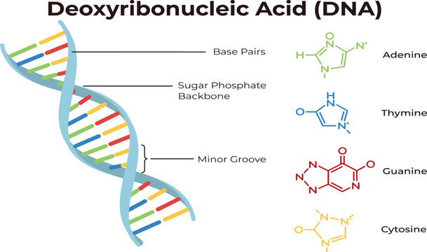 DNA Structure Medical Infographic Vector Illustrating Deoxyribonucleic Acid Double Helix Base Pairs Sugar Phosphate Backbone and Nitrogenous Bases for Genetics Education