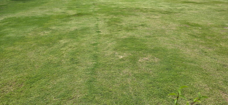 Some of the grass is brown. The lawn in the garden has uneven coloration. The grass wilted or dead, possibly due to lack of water, too much sunlight, fungal disease. Grass dried until they turn brown.