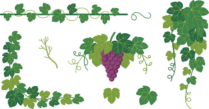 Grapevine and Ivy Leaf Vector Set featuring Purple Grapes Hanging Vines Corner Borders and Foliage Elements for Wine Label and Botanical Designs