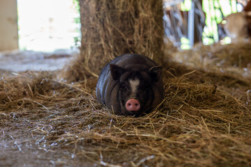 Black Vietnamese pot-bellied pig resting on hay inside a rural farm shelter © Travel Studio Stock