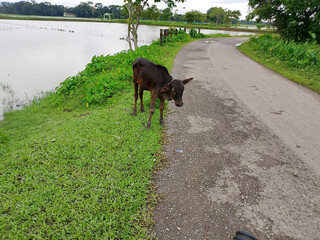 Calf Standing on Grassy Bank Beside Pond and Dirt Path © khanaligraphics.com
