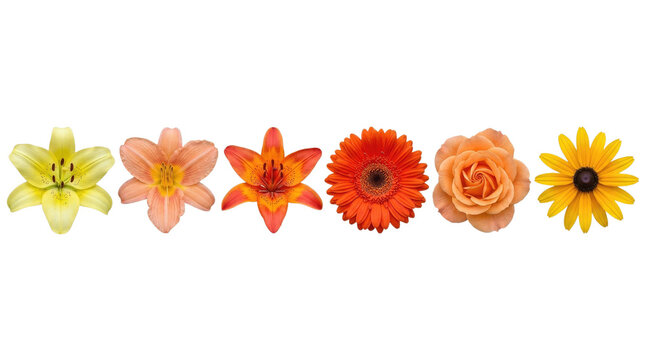 Variety of orange and yellow flowers isolated on transparent background floral arrangement