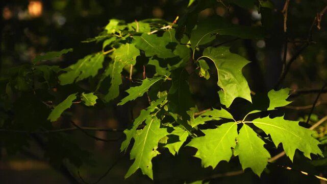 4K Close-up Green Oak Leaves Sunlight Dappled Light Natural Background Motionless Serene Outdoor Macro Detail