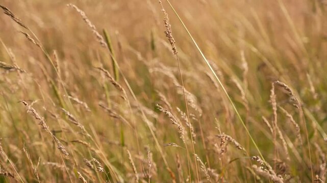 4K Tall Golden Grass Swaying Gentle Wind Outdoors Meadow Field Natural Motion Background Footage