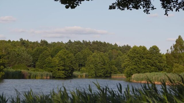 Calm Lake Water Ripples with Reeds Swaying Gently Dense Green Forest Backdrop Soft Sunlight Tranquil Natural Landscape Background Footage 4K