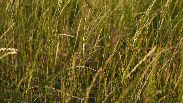 4K Tall Green Grass Swaying Gentle Breeze Field Meadow Natural Background Sunlight Motion