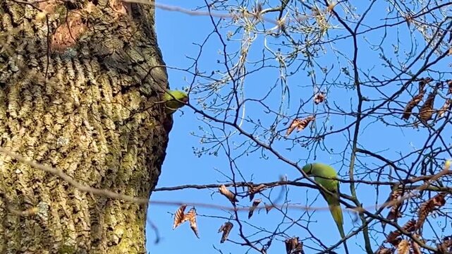 Medium shot of rose-ringed parakeets Psittacula krameri nesting in an oak tree hole with one bird flying out