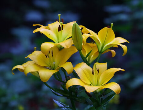 A cluster of four yellow flowers on a stem