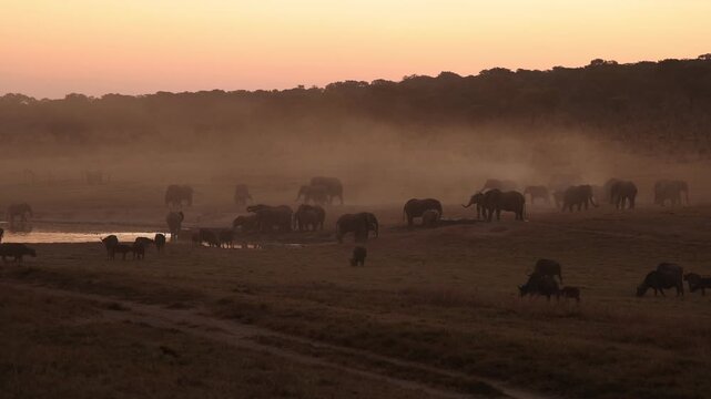 elephant massing at dusk,Zambezi National Park, Zimbabwe, Africa
