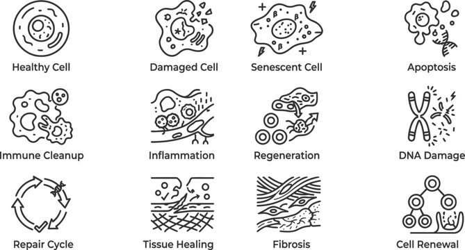 Cellular damage repair and tissue regeneration vector icon set outlining cell senescence processes