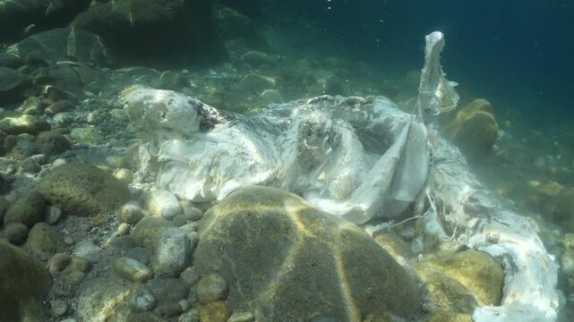 a dead shark underwater eaten by oter fish