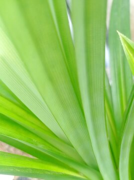 Fresh Green Pandan Leaves with Linear Texture. creating a fresh, minimalist, and organic background. Perfect for themes related to tropical herba, Asian culinary ingredients, and natural wellness.
