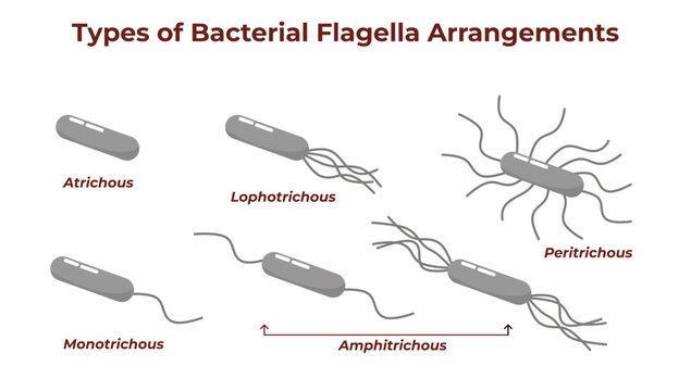 Types of Bacterial Flagella Arrangements in Microbiology Educational Illustration