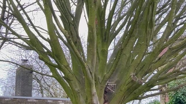 Low angle tilt up shot of dense Acer pseudoplatanus tree branches spreading against a cloudy overcast grey sky