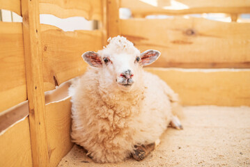 Cute fluffy white sheep resting in a wooden pen at a farm or petting zoo, looking directly at the camera. © shymar27