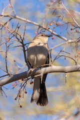 bird on a branch © tyler