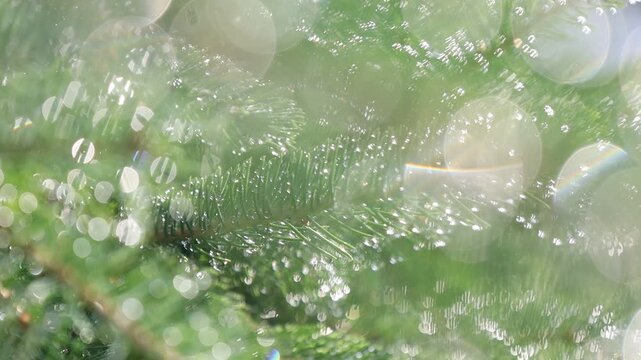 Glistening Water Droplets on Tree Branch, Post-Rain Sunlight - Seamless Loop